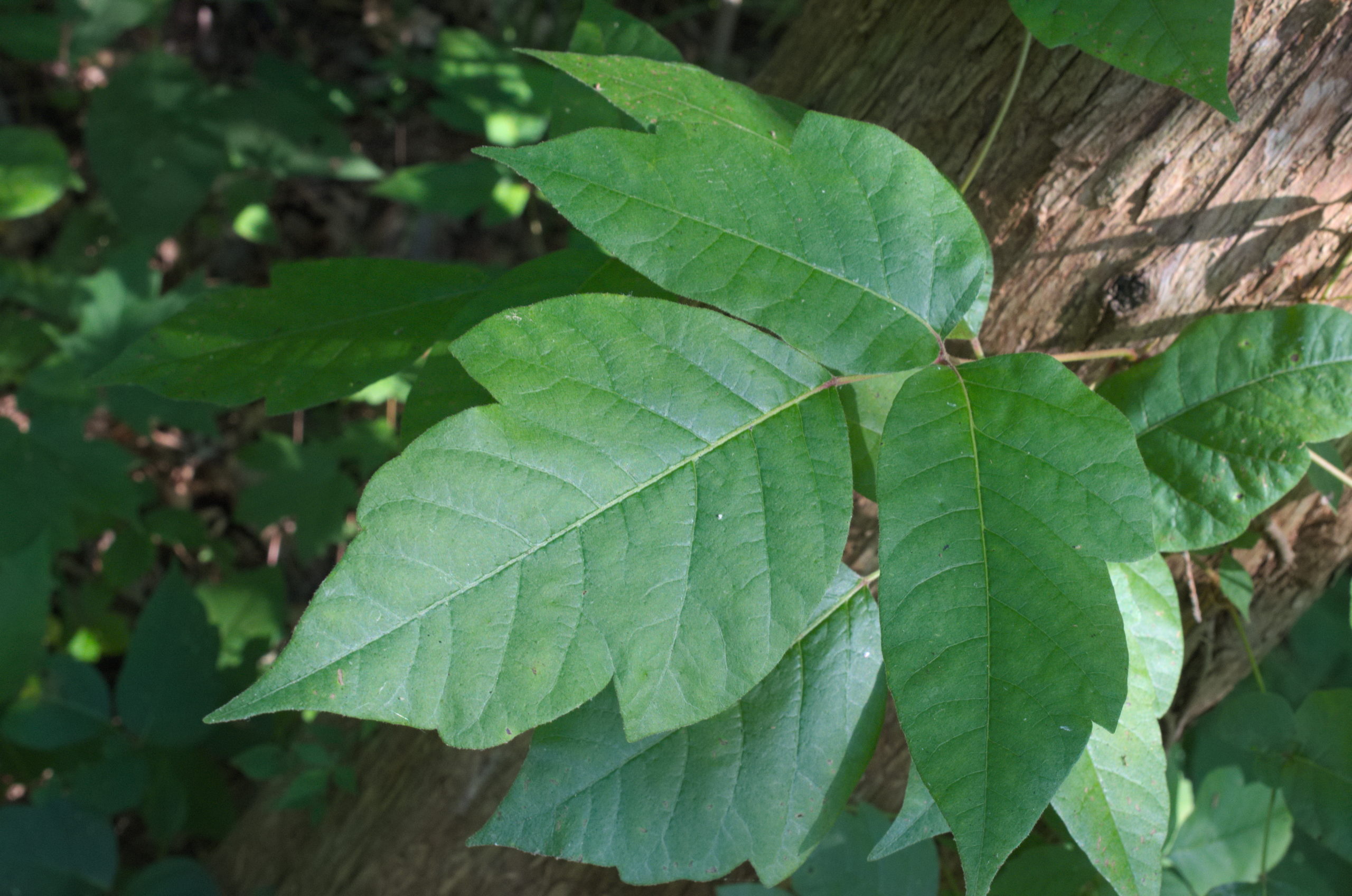 Poison Ivy Leaves